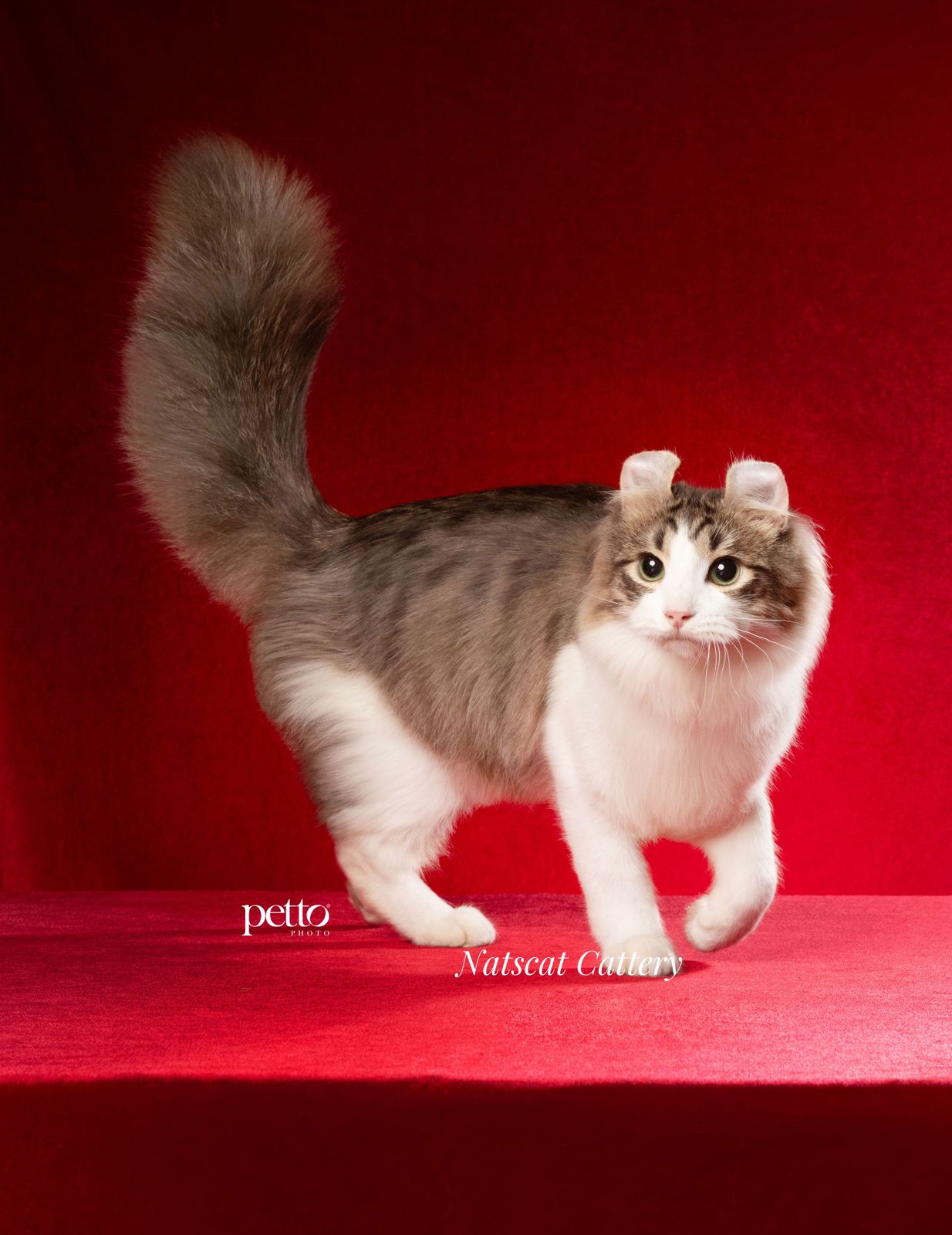 Natscat Thanata Conrad Curl